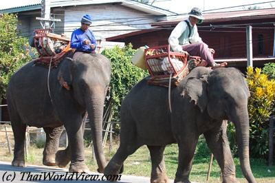 Elephants roaming in city