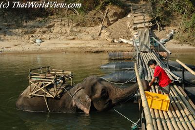 Thai elephant