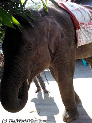 Elephant in village