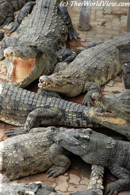 Crocodiles