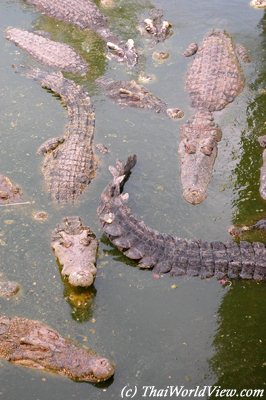 Crocodiles