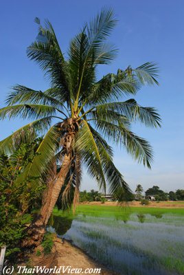 rice fields