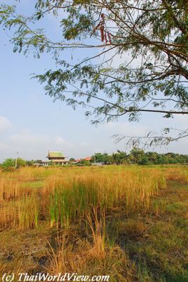 Rice fields