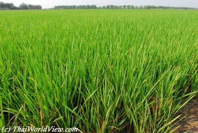 Rice fields