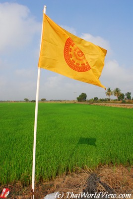 Rice fields