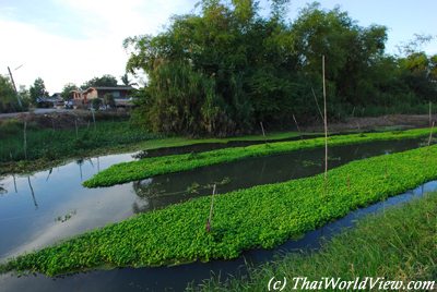 Cultivation