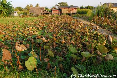 Lotus field