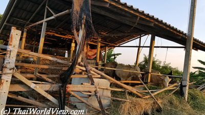 Thai cows