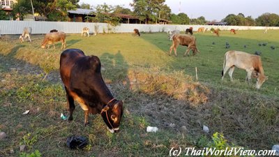 Thai cows