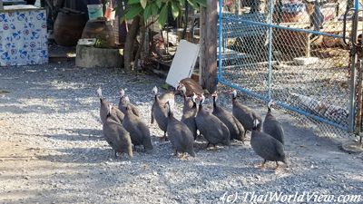 Small turkeys
