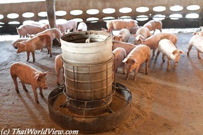 Raising porks