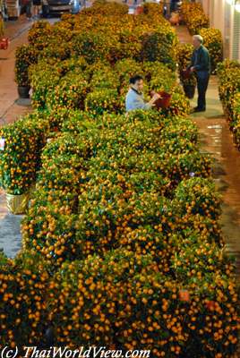 Tangerine plants