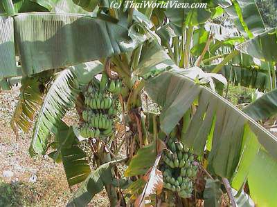 Thai banana