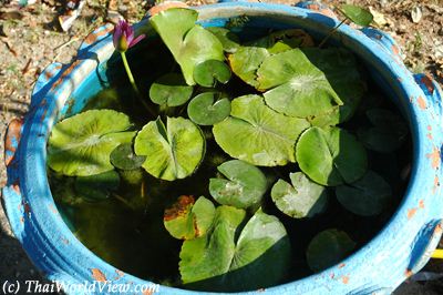 Dragon water jare