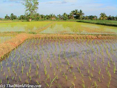 rice fields