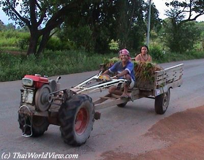 Working in paddy fields