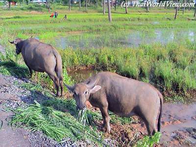 Buffaloes