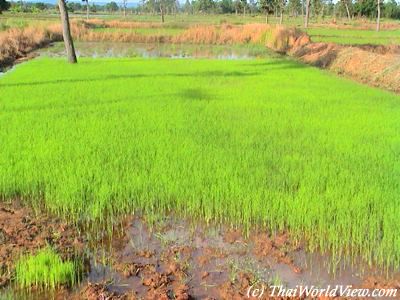 Rice seedlings