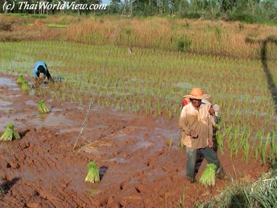 Transplanting