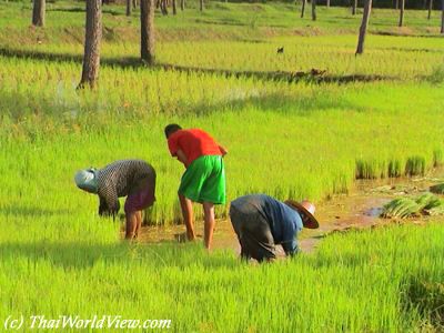 Rice fields