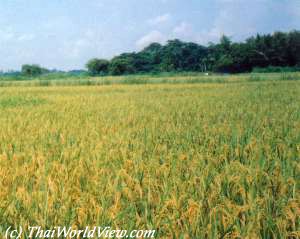 Yellow rice fields