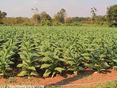 Tobacco fields