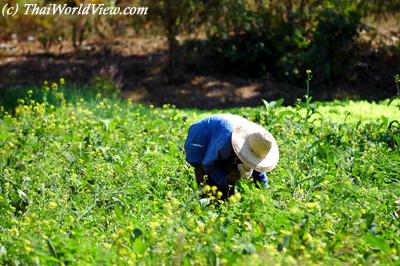 Farmer working