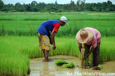 Northeastern farmer