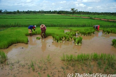 Northeastern farmers