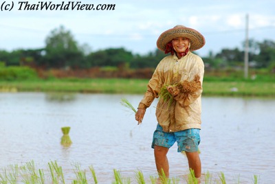 Northeastern farmer