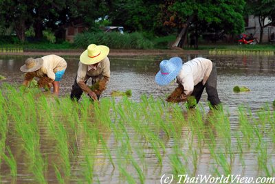 Northeastern farmers