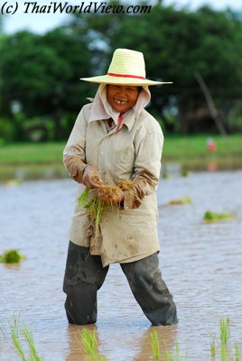 Northeastern farmer