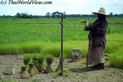 Rice seedlings