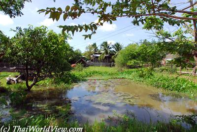 Local pond