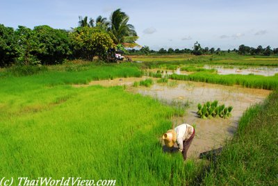 Thai farmer