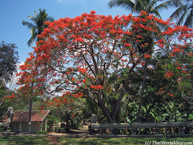 Beautiful frangipaniers - Angkor Wat