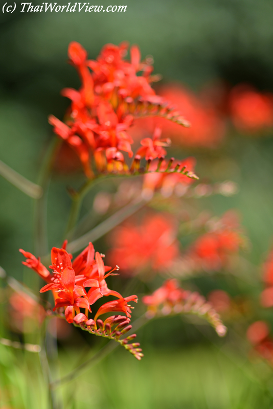 Flower - Brest