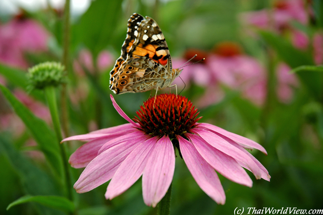 Butterfly - Daoulas