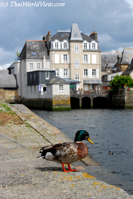 Duck - Landerneau