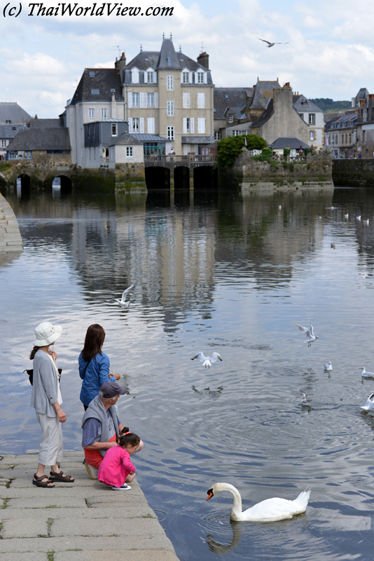 Feeding swan - Landerneau