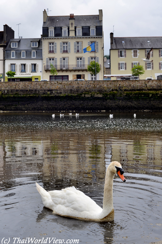 Swan - Landerneau