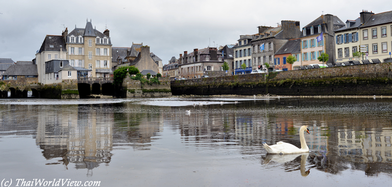 Swan - Landerneau