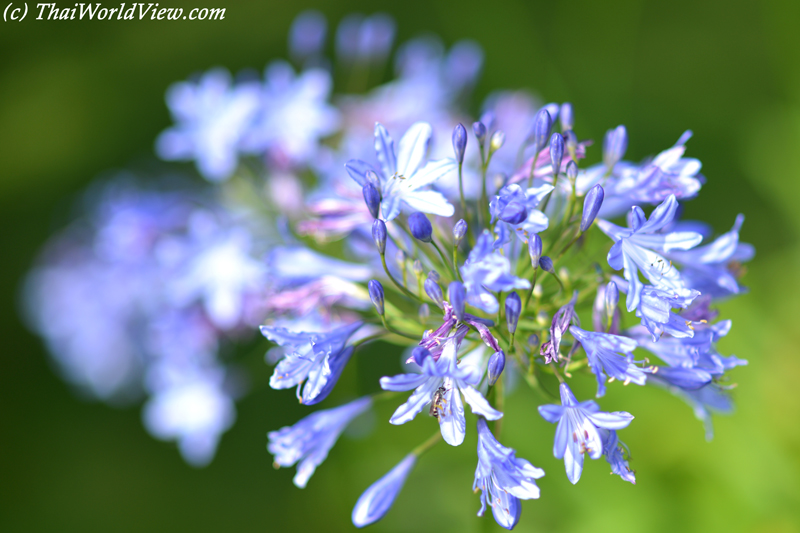 Flower - Plougastel-Daoulas