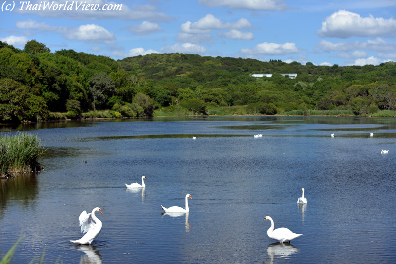 Swans - Plougastel-Daoulas