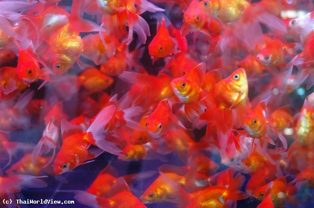 Goldfish Market - Mongkok district