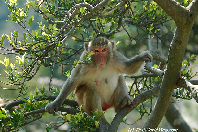 Monkey - Lion Rock Country Park