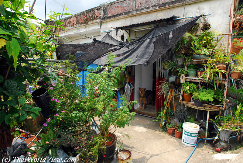 Old house - Lam Tsuen Valley