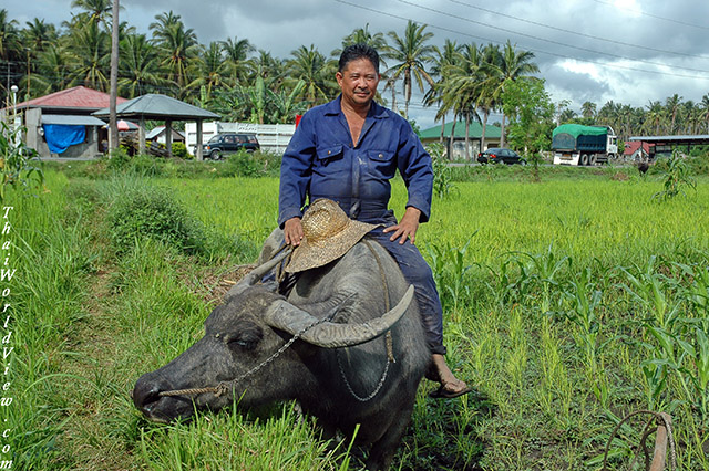 Carabao riding - Countryside