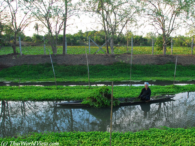 Grow vegetables - Nakhon Pathom