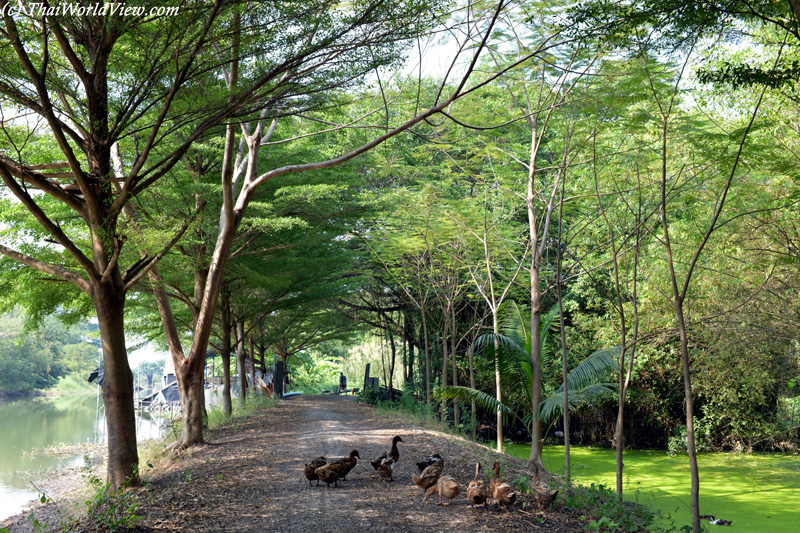 Ducks - Nakhon Pathom
